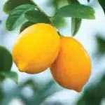 Top Fruits To Grow In Spring Dwarf Lemon Lisbon Ppldwalem - Garden Express Australia