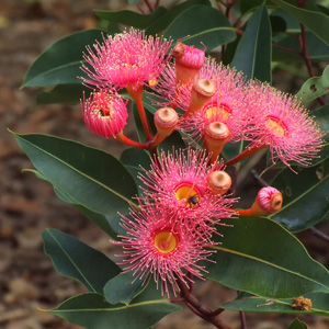 Eucalyptus Calypso