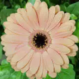 Gerbera Alliance 2020 Pkgerall - Garden Express Australia