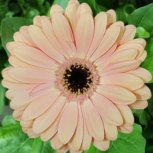 Gerbera Alliance Gerbera Alliance