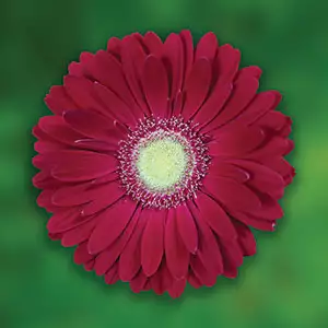 Gerbera Growing Guide Gerbera Ambassador Pkgeramb - Garden Express Australia