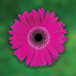 Gerbera Growing Guide Gerbera Deeppurple Pkgerdpu - Garden Express Australia