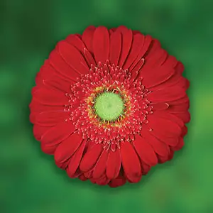 Gerbera Growing Guide Gerbera Elmondo Pkgerelm - Garden Express Australia