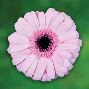 Gerbera Growing Guide Gerbera Pinksensation Pkgerpse - Garden Express Australia
