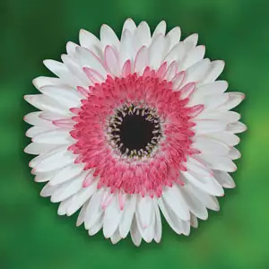 Gerbera Growing Guide Gerbera Tarantino Pkgertar - Garden Express Australia