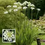 Giant Chincherinchee Pkchigia - Garden Express Australia