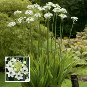 Chincherinchee Giant