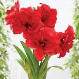 Hippeastrum Amarantia Pkhipama - Garden Express Australia