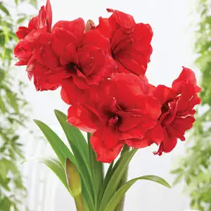 Hippeastrum Amarantia