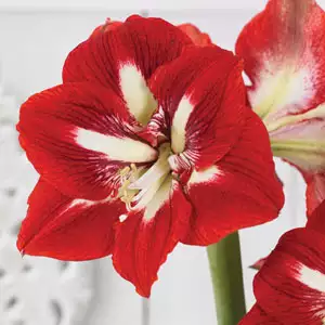 Hippeastrum Barbados