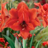 Hippeastrum Celica Pkhipcel Revised - Garden Express Australia