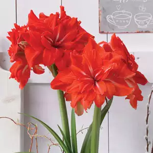 Hippeastrum Double Circus Hippeastrum Double Circus