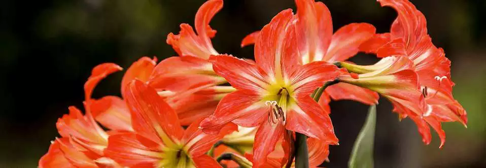 Hippeastrum Growing Guide Hippeastrum Growing Guide 1 - Garden Express Australia