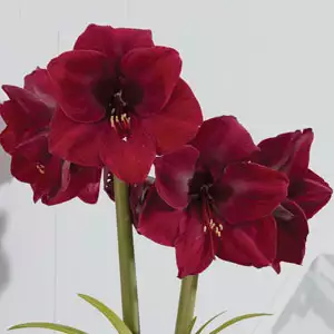 Hippeastrum Growing Guide Hippeastrum Mandela Pkhipman - Garden Express Australia