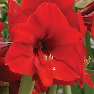 Hippeastrum Olaf