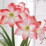 Hippeastrum Spotlight Pkhipspo - Garden Express Australia