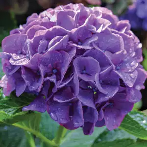 Cyclamen Growing Guide Hydrangea President R Touchard Lpohydprt - Garden Express Australia