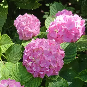 Hydrangea Tosca