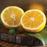 Lemon Meyer Ppllemmey - Garden Express Australia