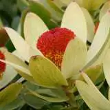 Leucadendron Discolour Pplprodis - Garden Express Australia