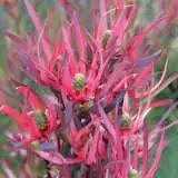 Leucadendron Gypsy Red Pplprogre - Garden Express Australia
