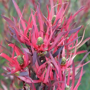 Leucadendron Gypsy Red Leucadendron Gypsy Red
