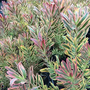 Leucadendron Jester Leucadendron Jester