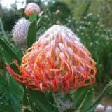 Leucospermum Dancer Leucospermum Dancer