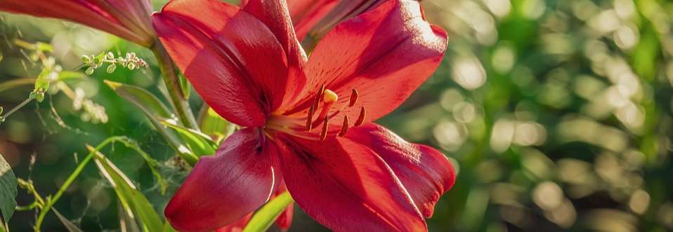 Lilium Growing Guide - Garden Express Australia