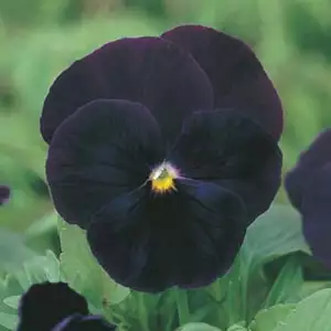 Seed – Pansy Black Jack