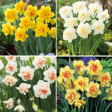 Daffodil Double Collection Pre-order X 16 Bulbs