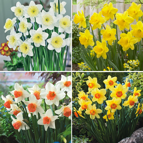 Daffodil Garden Collection 1 PreOrder (22 Bulbs) Garden Express