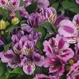 Princess Lily Mulan Pplplimul - Garden Express Australia