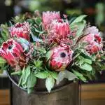 Protea Growing Guide Protea Juliet Pplprojul - Garden Express Australia