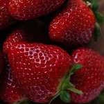 Strawberries Tioga - Garden Express Australia
