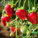 Strawberry Adina 1 - Garden Express Australia