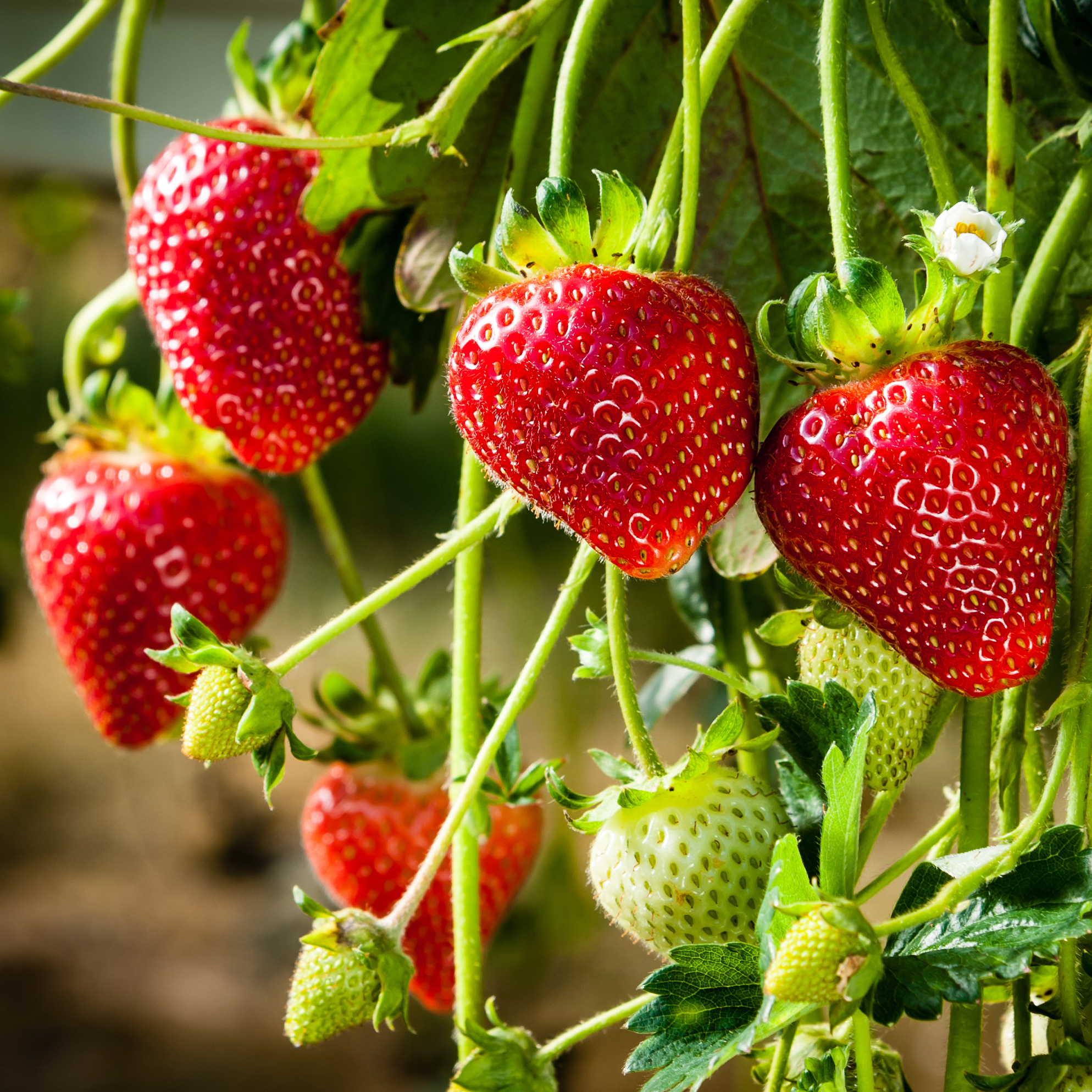 Strawberry Adina - Garden Express Australia