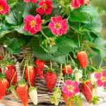 Dahlia Tango Strawberry Fragoo Rose - Garden Express Australia