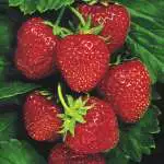 Dahlia Tango Strawberry Juliet - Garden Express Australia