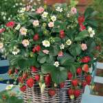 Strawberry Rainbow Treasure - Garden Express Australia