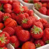 Strawberry Red Gauntlet - Garden Express Australia