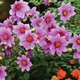 Tree Dahlia Dwarf Dark Pink Tree Dahlia Dwarf Dark Pink