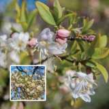 Winter Honeysuckle Lpowinhon - Garden Express Australia