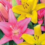 Lilium Pink Yellow Blend Pklilpye - Garden Express Australia