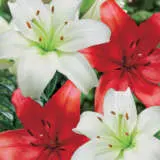 Lilium Red White Blend Pklilrwh - Garden Express Australia