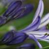 Are All Agapanthus Plants Invasive?
