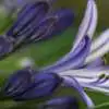 Are All Agapanthus Plants Invasive? Agapanthus Invasive - Garden Express Australia