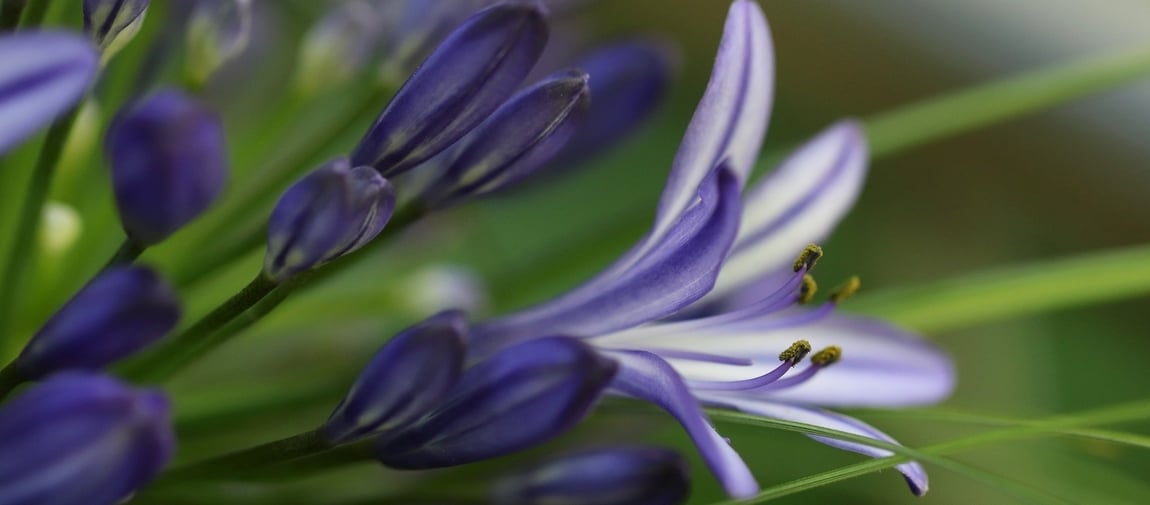 Agapanthus Invasive - Garden Express Australia