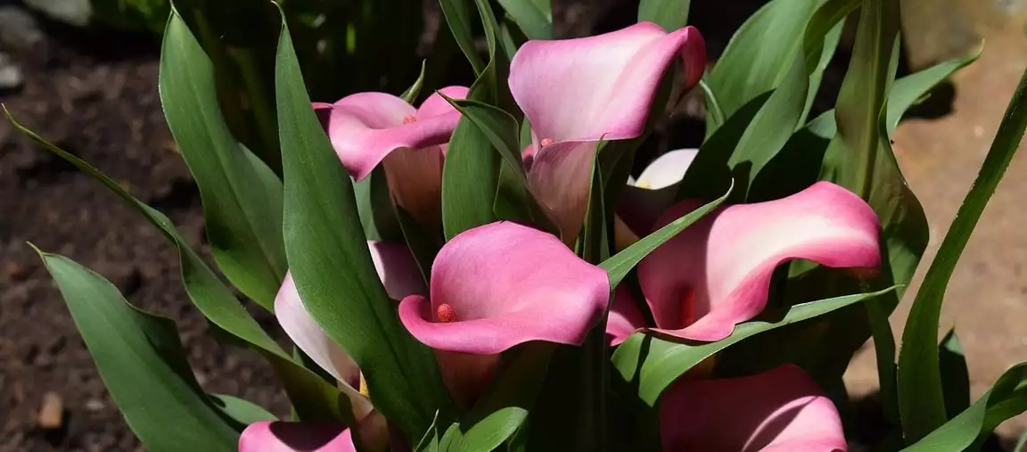 Calla Lily Vs Arum Lily - Can You Tell The Difference? Calla Lily Pink - Garden Express Australia
