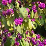 Callicarpa Beauty Berry Lpocallbbe - Garden Express Australia